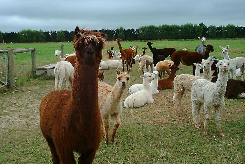 Alpaca
