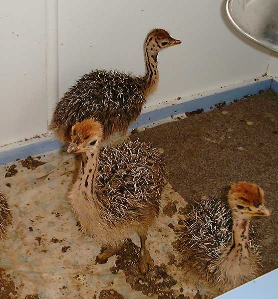 Baby Ostriches