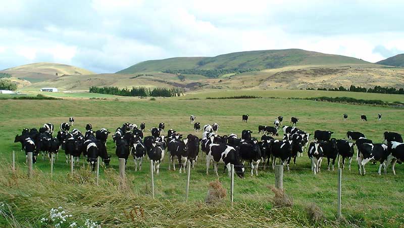 The Herd That Followed Me Home