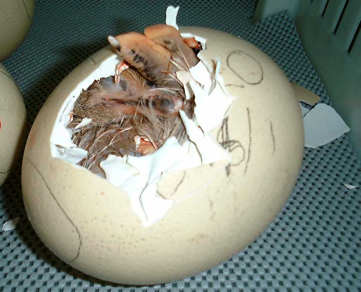 Ostrich Hatching