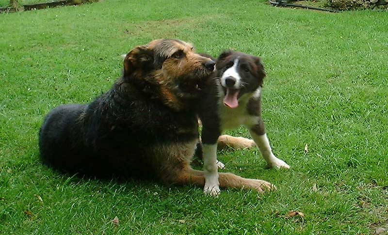 Hills Farm Dogs