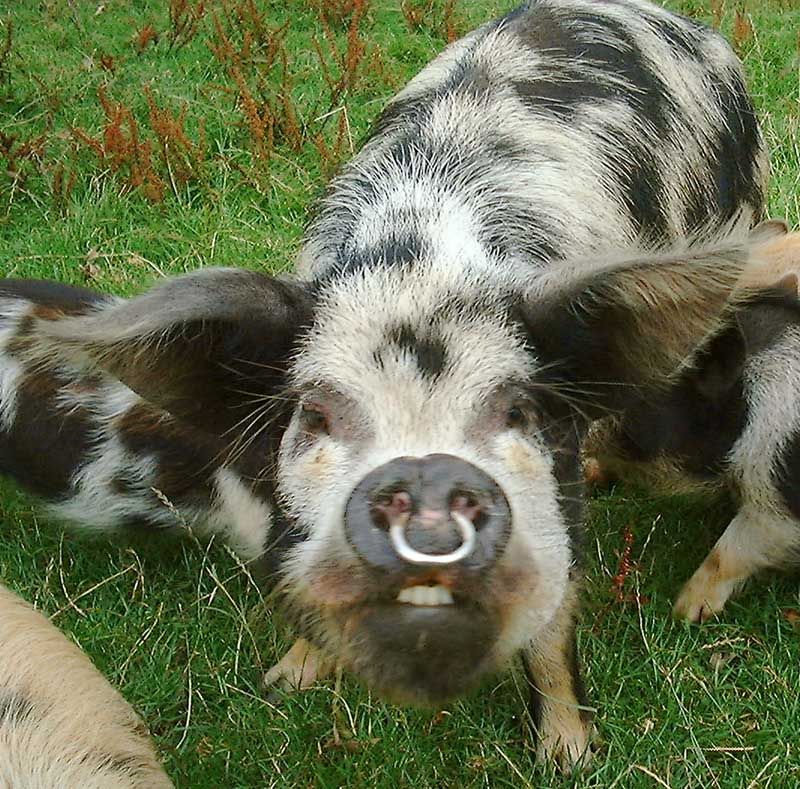 Kunekune Sow