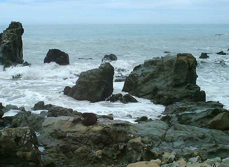 Lone Seal