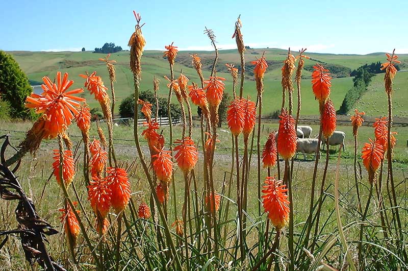 Orange Flowers