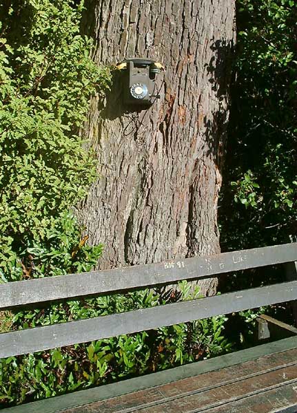 Tree Phone