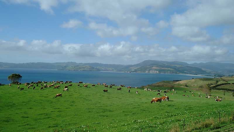 Seacliff Cows