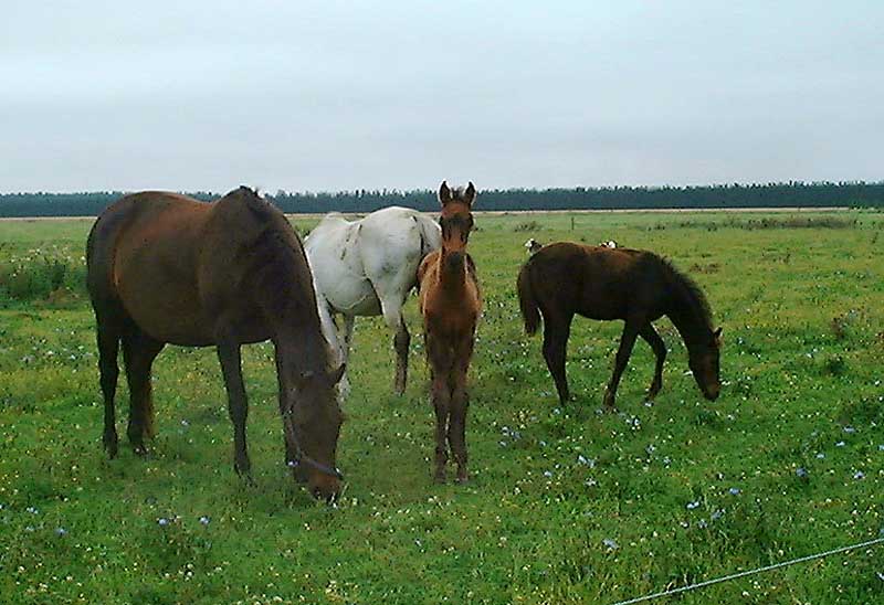 Foal