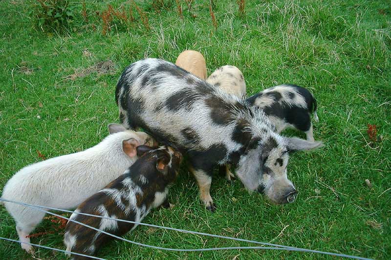 Kunekune Sow with Piglets Attached
