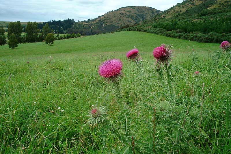 Thistle