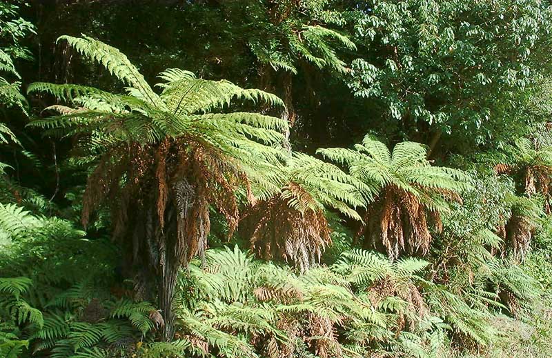 Tree Ferns