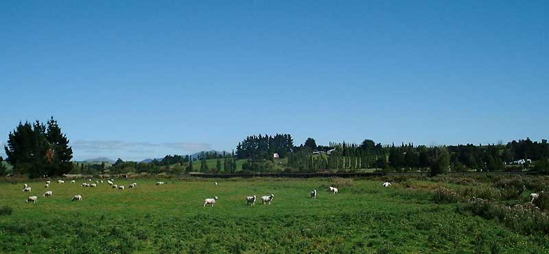 Is This Tuscany Or New Zealand?