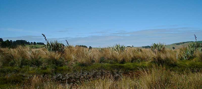 Native Tussock